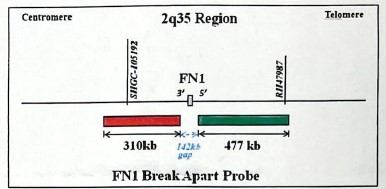 FN1 break apart